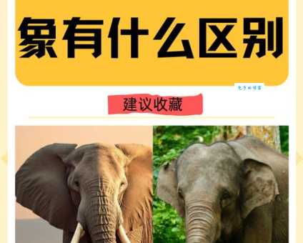 母象还是公象？带你了解象群首领的真相