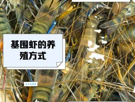 基围虾的名称是怎么来的？和它的养殖环境有关吗？