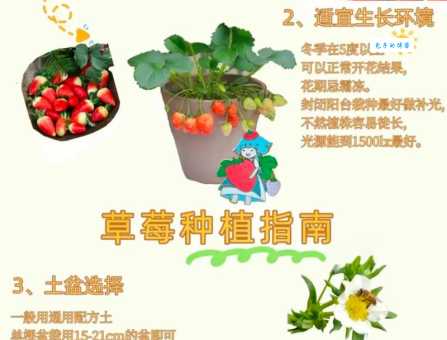 种植草莓的最佳时间是什么时候？避开这些误区