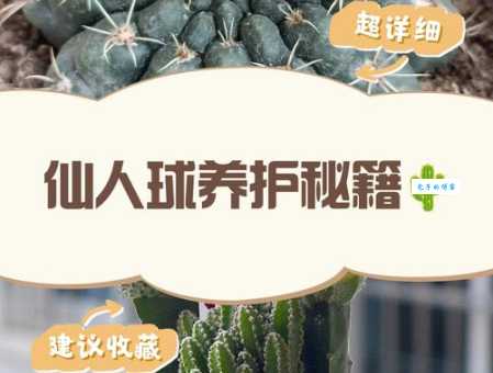 仙人球养殖方法大全：浇水、施肥、光照，一看就会