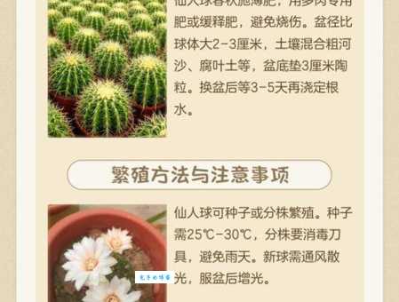 仙人球养殖方法大全：浇水、施肥、光照，一看就会
