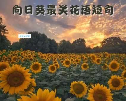向日葵的花语是什么？这朵向日葵想告诉你什么？