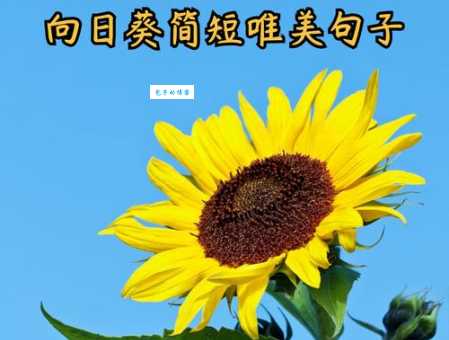 向日葵的花语是什么？这朵向日葵想告诉你什么？