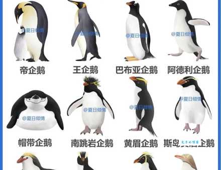企鹅的翅膀是用来干什么的？帮你揭秘企鹅游泳技能