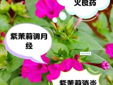 紫茉莉的功效与作用有哪些？药用价值及禁忌你了解吗？