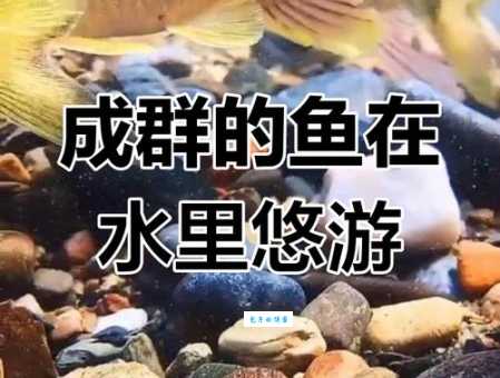 鱼儿为啥爱成群结队？水中秘密大揭秘！