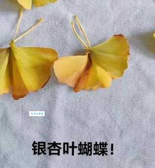 银杏叶像扇子？像蝴蝶？像什么你说了算！