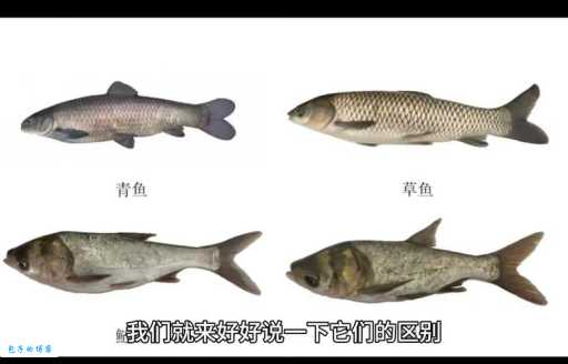 详解鳀鱼在中国地区的不同叫法及分布区域