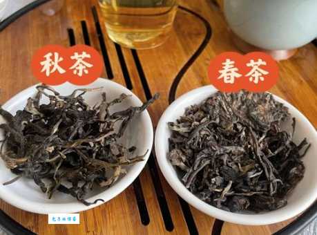 秋茶的真正含义：为何秋茶更值得品味？