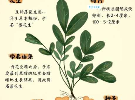 长生果究竟是什么果？揭秘花生不为人知的秘密