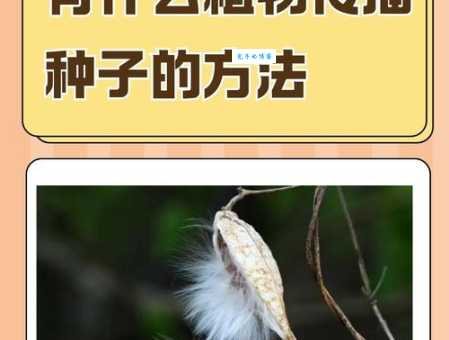 你知道哪些植物靠风传播种子吗？大自然的奇妙传播方式
