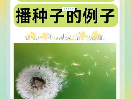 你知道哪些植物靠风传播种子吗？大自然的奇妙传播方式