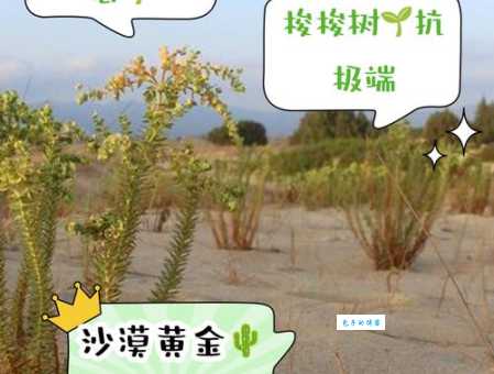 梭梭树拼音suō suō shù，读音及相关知识介绍