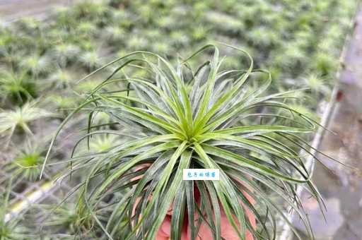 凤梨花的妙用：观赏、净化空气两不误！