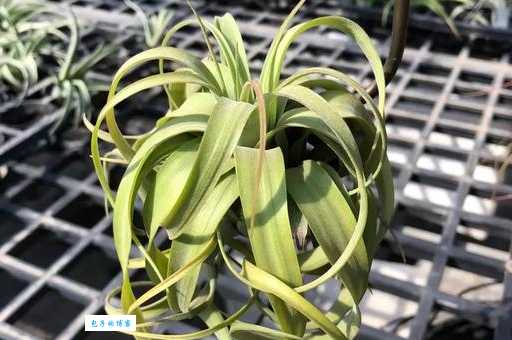 凤梨花的妙用：观赏、净化空气两不误！