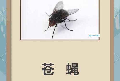 苍蝇的寿命是几天？实验室条件下苍蝇能活多久？