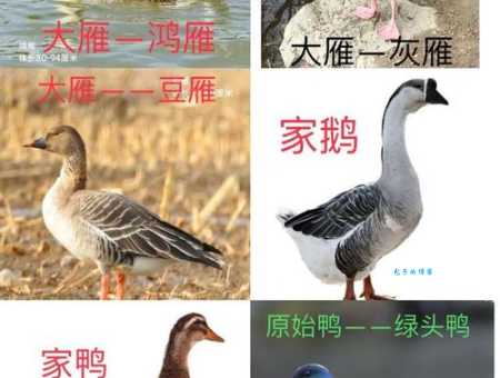 家鹅究竟来自哪里？大鹅祖先是天鹅还是野雁？