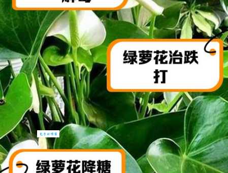 绿萝花有哪些功效和作用？全面解析绿萝花的保健价值！