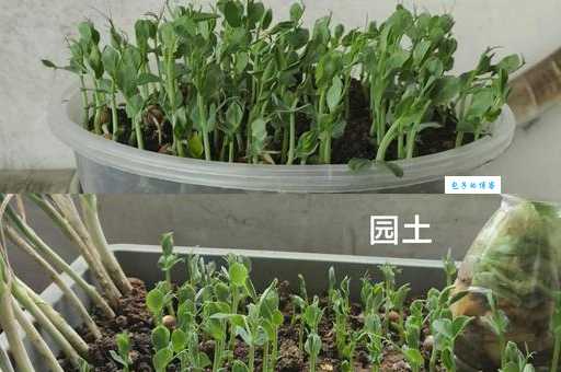 种植必看：生苗和熟苗的差异与选择