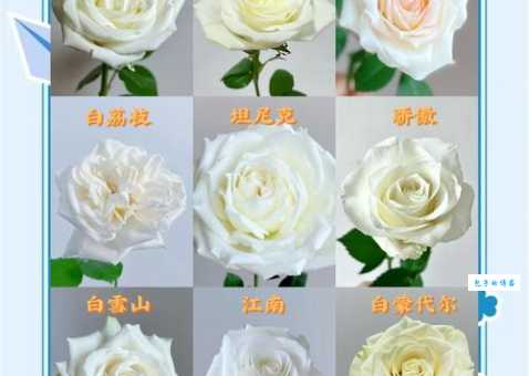 粉玫瑰的花语和象征意义：表达爱意和美好祝愿