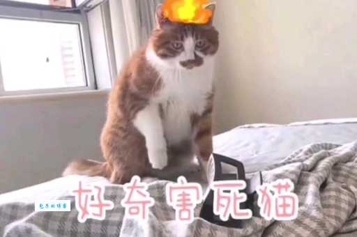 “好奇害死猫”的真正含义是什么？揭秘这句谚语的深层含义