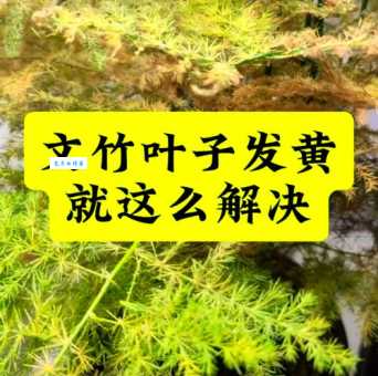 家里文竹叶子发黄？教你轻松解决黄叶问题！
