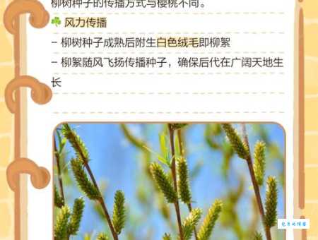 柳树靠什么传播种子？风力传播是关键吗？
