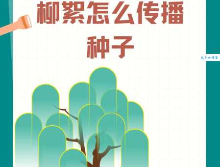 柳树靠什么传播种子？风力传播是关键吗？