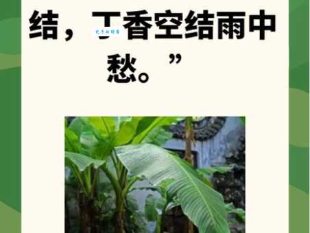 古诗词赏析：“芭蕉不展丁香结”的深刻含义是什么？