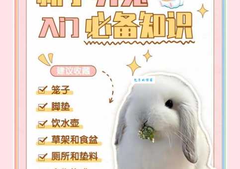 超详细垂耳兔饲养指南：教你养出健康可爱的兔兔