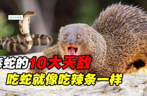 什么动物吃蛇？详解蛇类的十大自然天敌