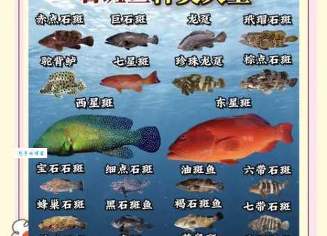 想知道石斑鱼是什么动物？一篇带你认识石斑鱼的文章