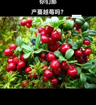 黑龙江的蔓越莓在中国叫什么名字？你了解它的别称吗？