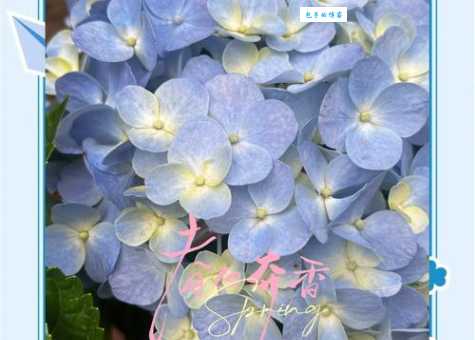 绣球花寓意不好？关于它的吉凶说法大揭秘