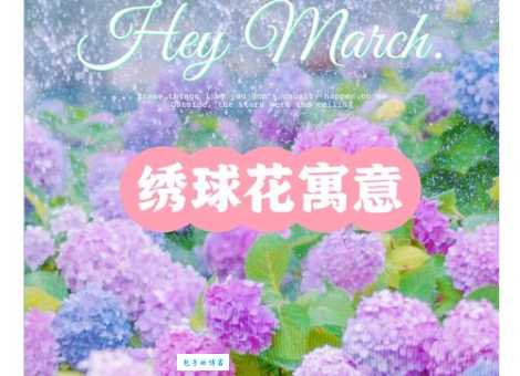 绣球花寓意不好？关于它的吉凶说法大揭秘