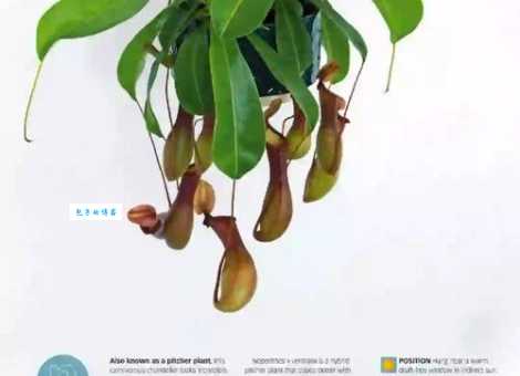 猪笼草和爬山虎：谁是食肉植物？