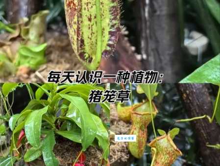 猪笼草和爬山虎：谁是食肉植物？