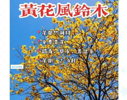 黄风铃花的花语和寓意是什么？感谢与感恩的象征！