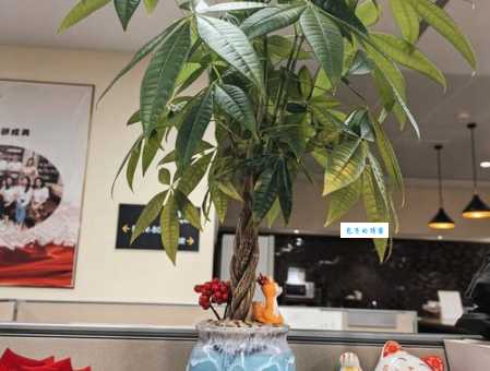 办公桌上放什么植物好？5款适合办公桌的绿植推荐
