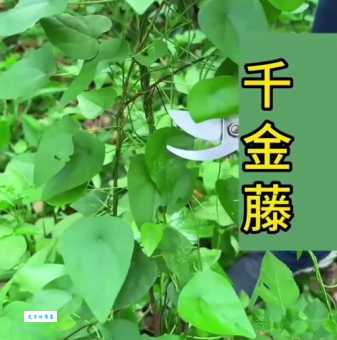 浅谈千金藤素：功效、作用及临床应用