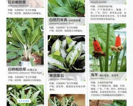 被子植物是什么意思？小白也能轻松理解的被子植物介绍
