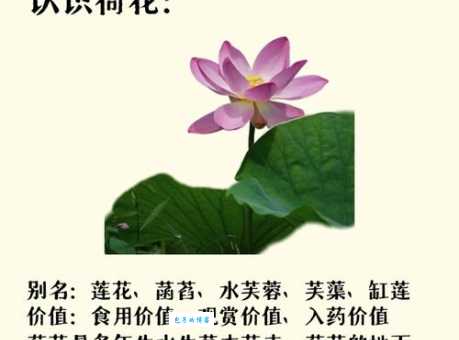 菡萏和荷花是同一种植物吗？深度解析两者关系