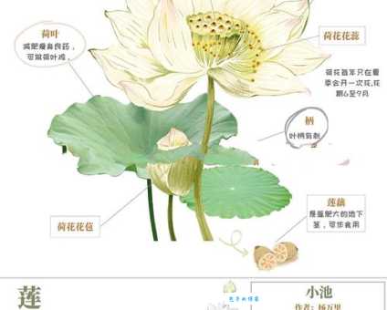 菡萏和荷花是同一种植物吗？深度解析两者关系