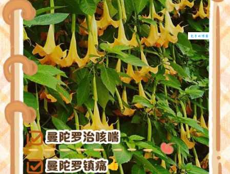 揭秘曼陀罗花的药用功效：安全用药需谨慎