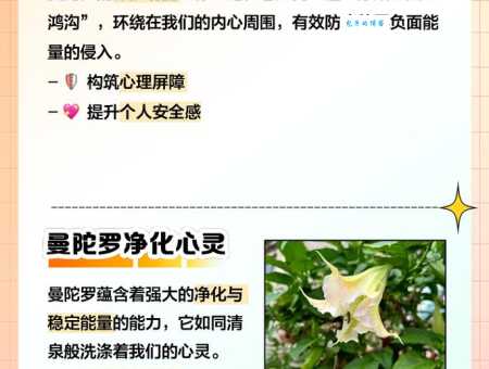 揭秘曼陀罗花的药用功效：安全用药需谨慎