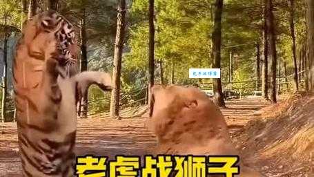 谁是真正的森林之王？狮子老虎实力大PK