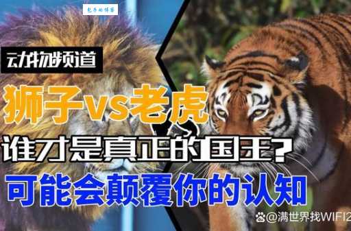 谁是真正的森林之王？狮子老虎实力大PK