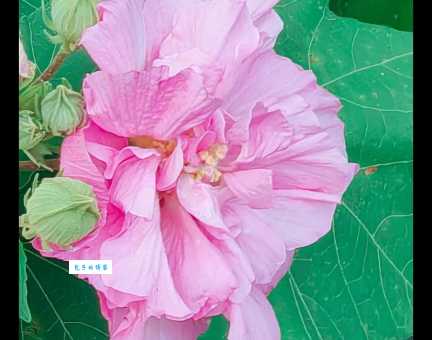 想看芙蓉花？了解它的开花时间很重要！
