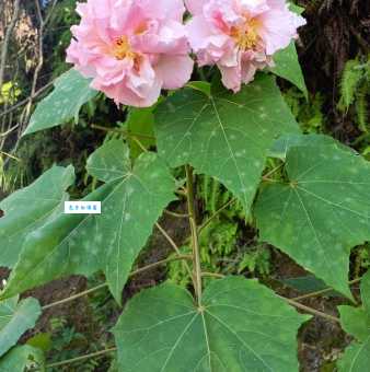 想看芙蓉花？了解它的开花时间很重要！