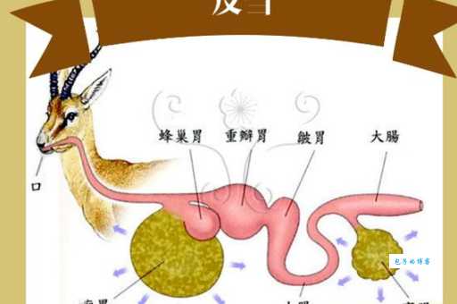 反刍动物有哪些？深入了解反刍动物的定义和代表物种